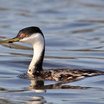 Western Grebe